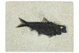 Detailed Fossil Fish (Knightia) - Wyoming #292496-1